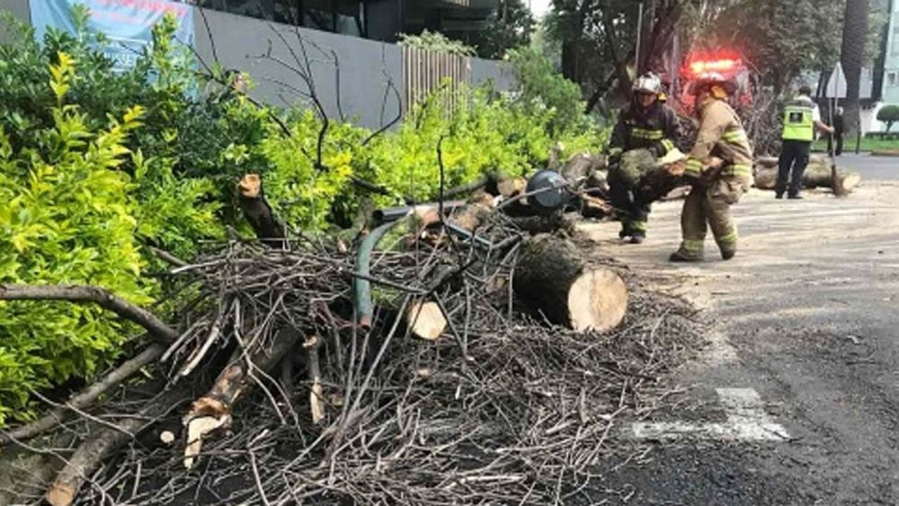 Cae árbol en Polanco tras lluvias