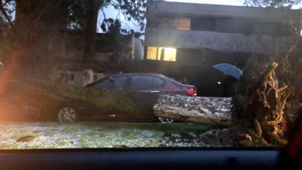 Caída de árboles por tormenta este lunes en el Valle de México