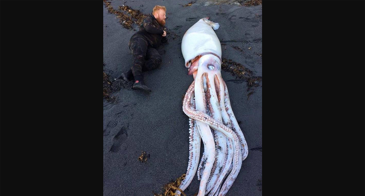 Descubren calamar gigante en playa de Nueva Zelanda