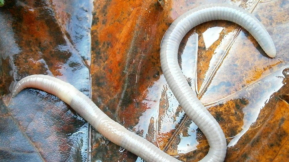 Calentamiento global resucita nematodos congelados hace 42 mil años