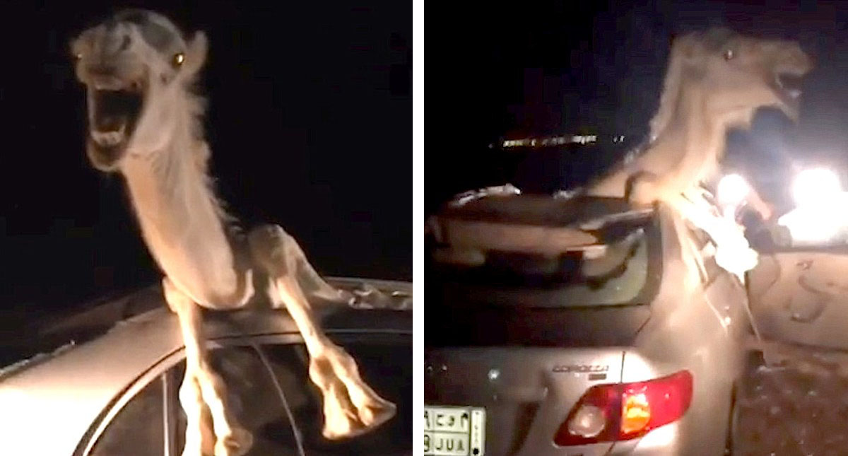 #Video Camello atropellado termina dentro del automóvil