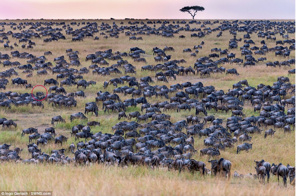 #RetoViral Encuentra a la cebra oculta entre la manada de ñúes - cebra-nues-respuesta