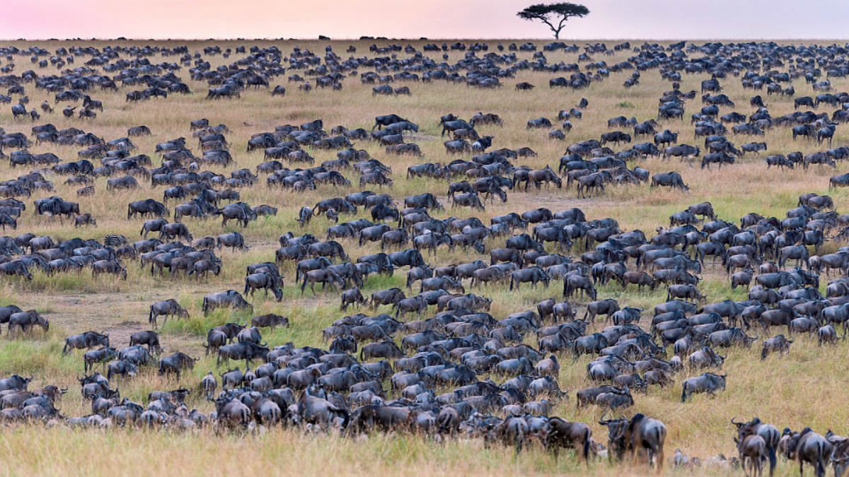 #RetoViral Encuentra a la cebra oculta entre la manada de ñúes
