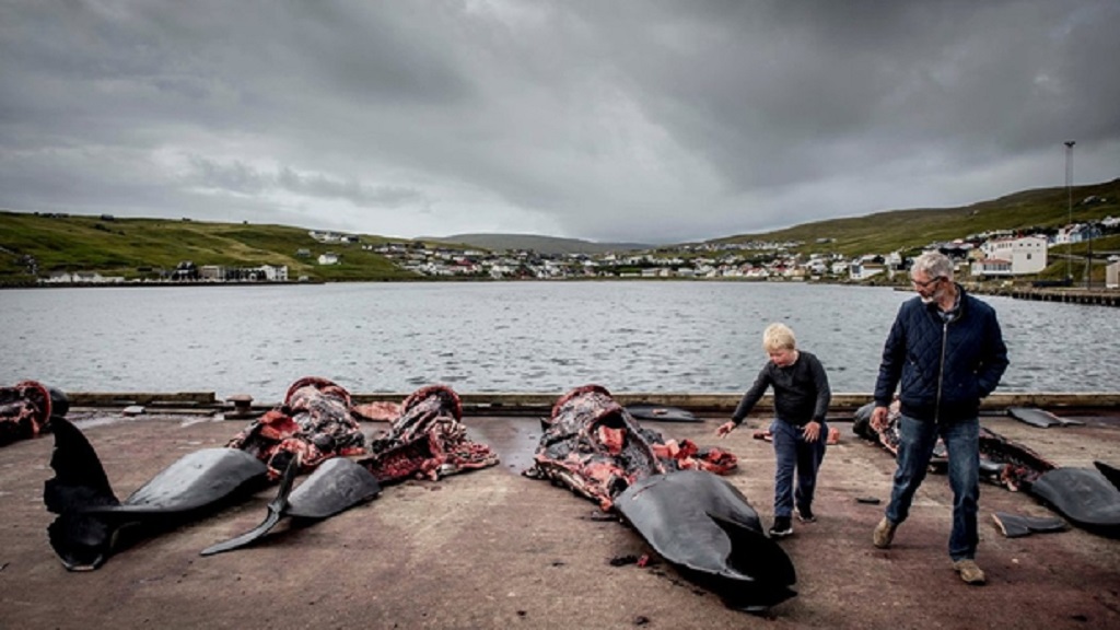 Celebran en Dinamarca tradicional matanza de ballenas