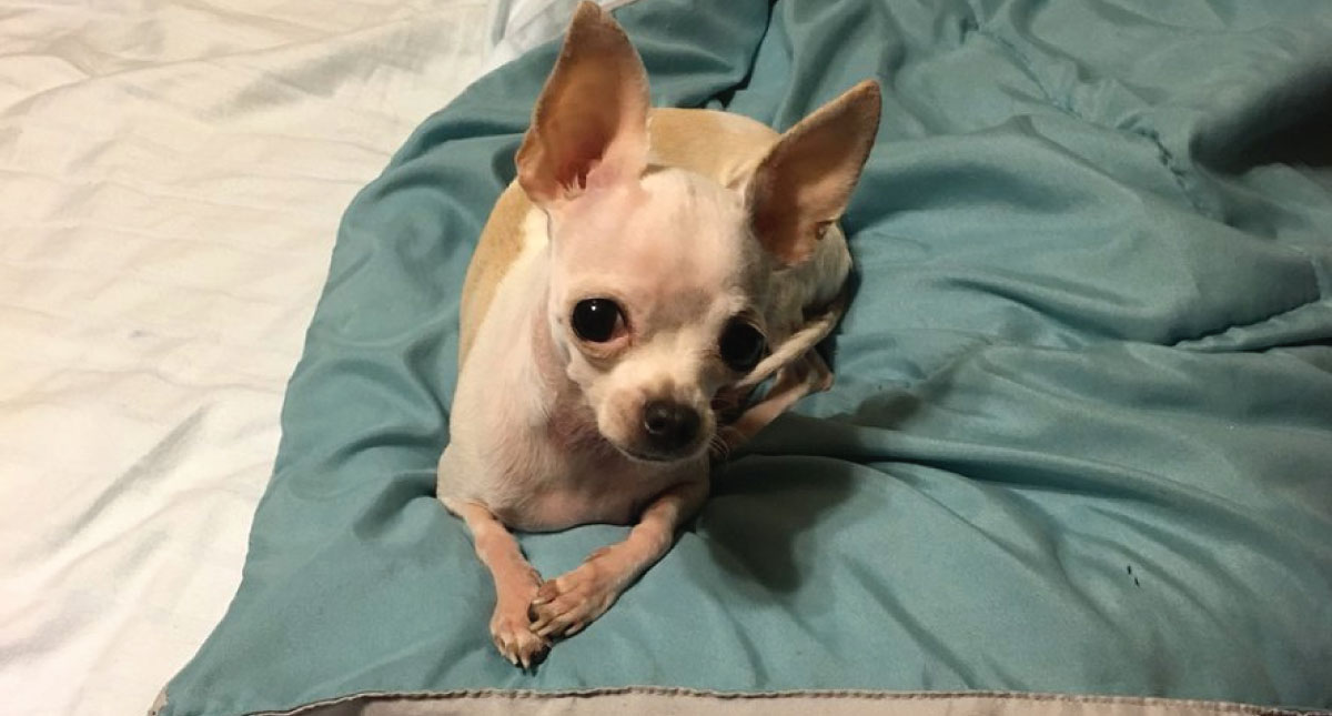 Perra chihuahua cerca de morir por ingerir mariguana