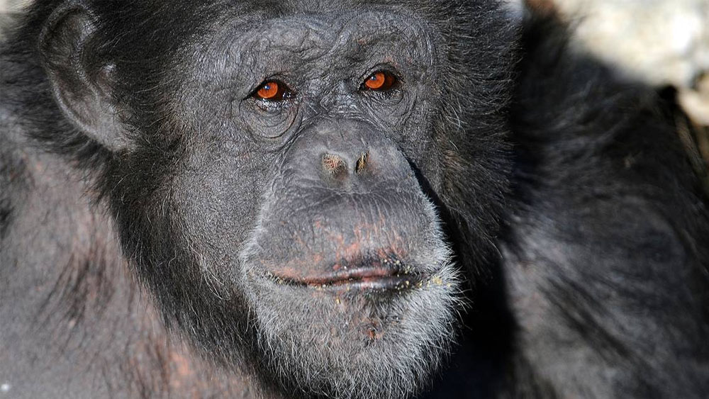 Visitantes encuentran muerto a chimpancé en zoológico de Miami Visitantes encuentran muerto a chimpancé en zoológico de Miami