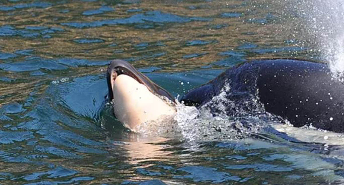 Concluye luto de orca que mantuvo a flote cadáver de su cría - concluye-luto-de-orca-que-mantuvo-a-flote-cadaver-de-su-cria-en-el-pacifico