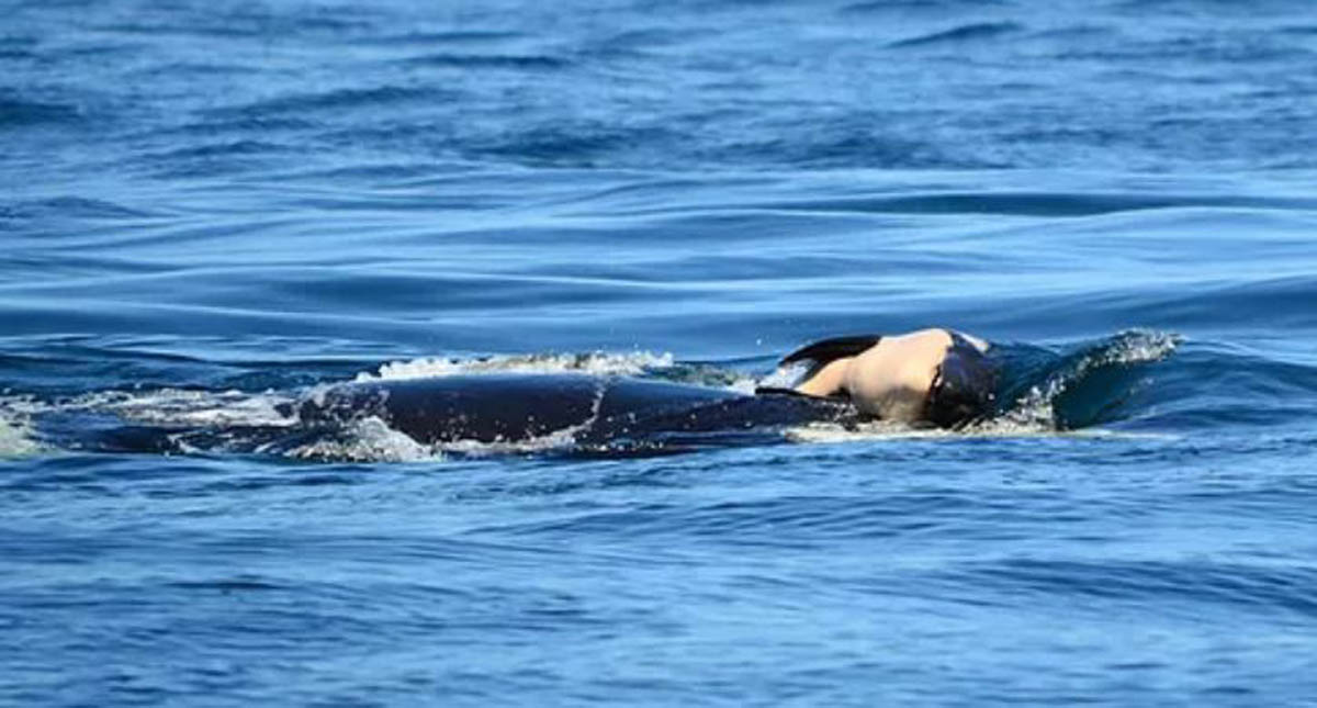 Concluye luto de orca que mantuvo a flote cadáver de su cría