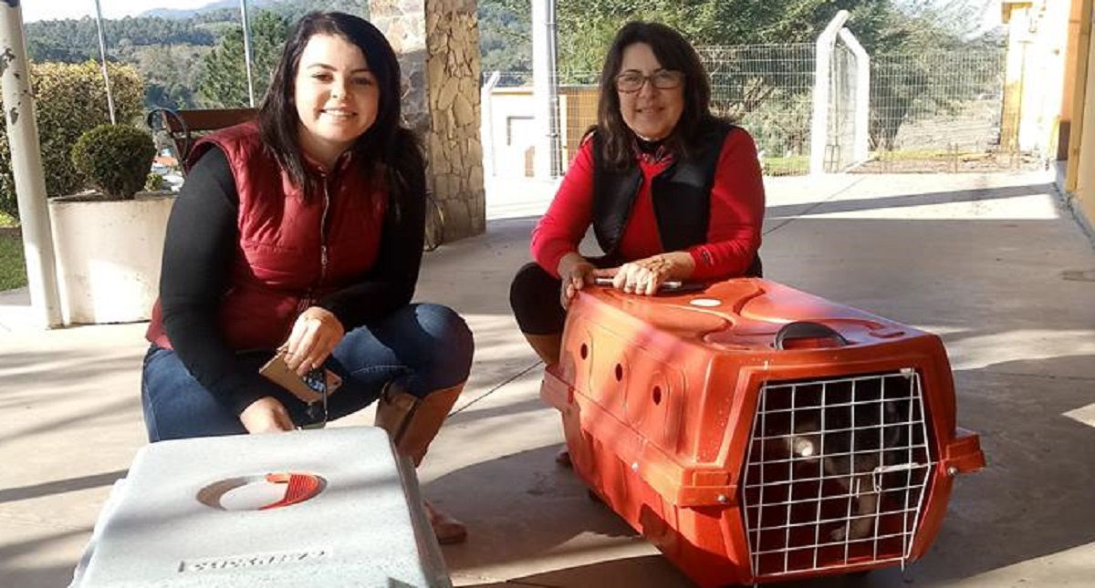 Conmueven perros que aguardan a su amo afuera de hospital - conmueven-perros-que-aguardan-a-su-amo-afuera-de-hospital-brasileno