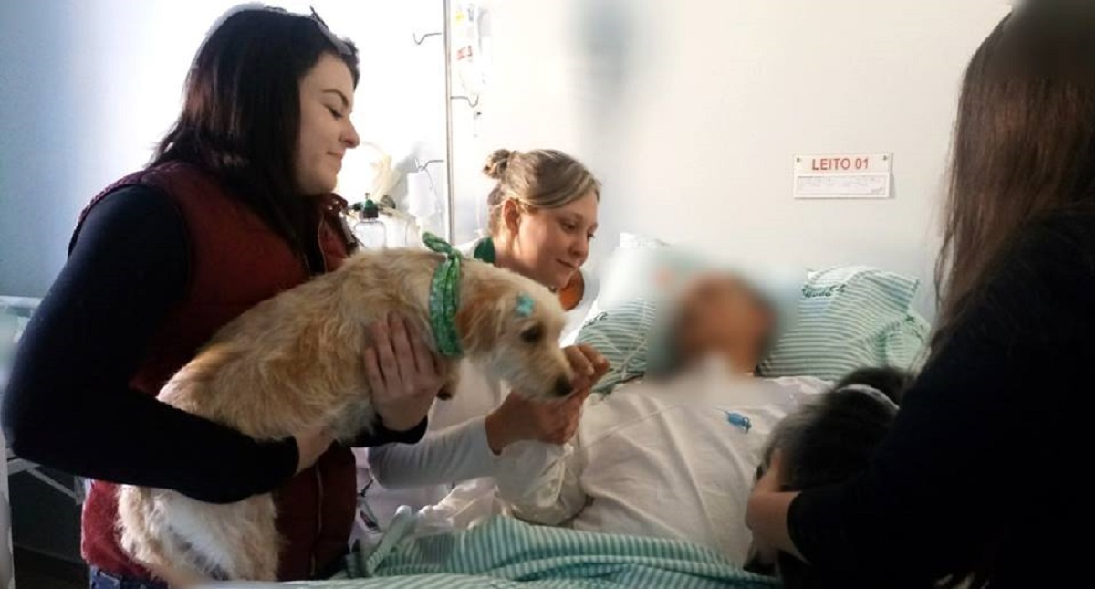 Conmueven perros que aguardan a su amo afuera de hospital - conmueven-perros-que-aguardan-a-su-amo-afuera-de-hospital-en-brasil