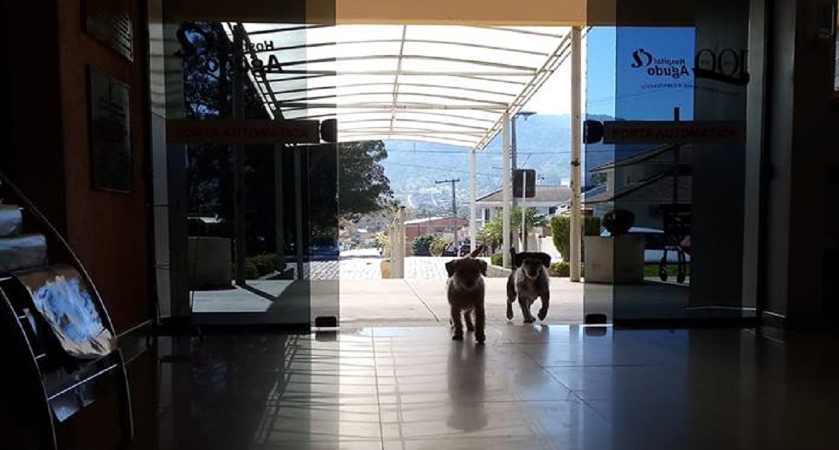 Conmueven perros que aguardan a su amo afuera de hospital - conmueven-perros-que-aguardan-a-su-amo-en-hospital