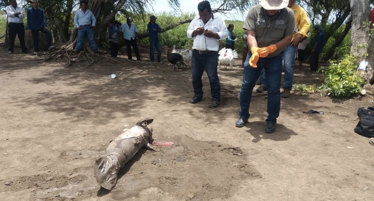 Aparece otro manatí muerto en Tabasco