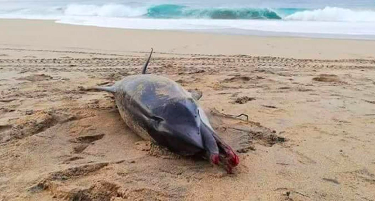 Encuentran delfín muerto en Oaxaca