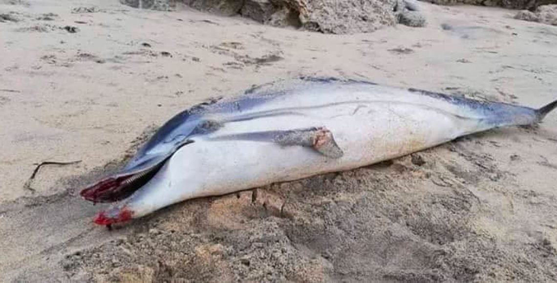 Encuentran delfín muerto en Oaxaca - delfin2-2-1140x580