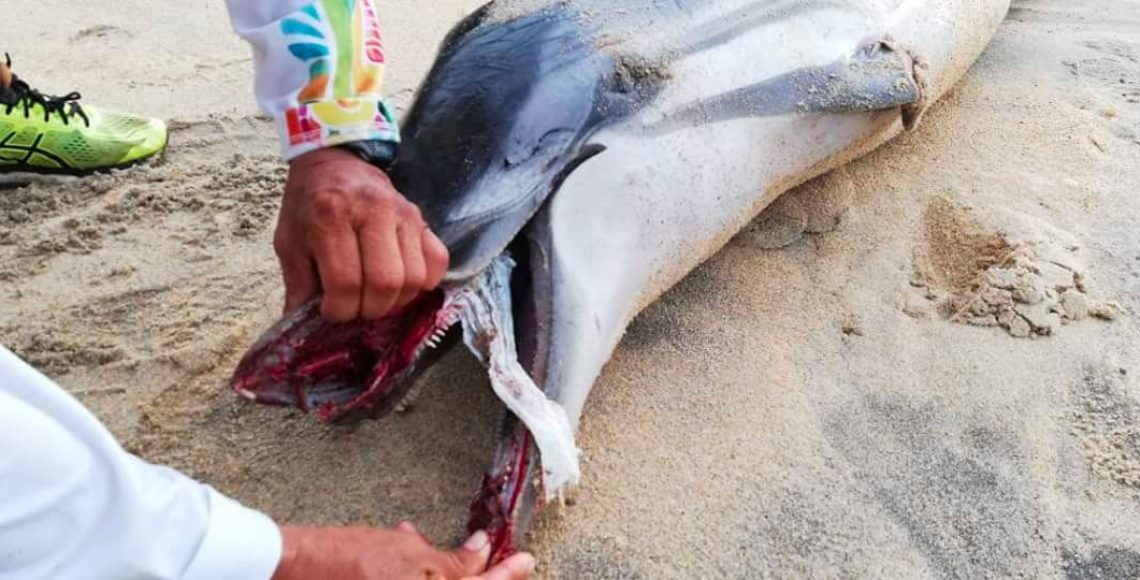 Encuentran delfín muerto en Oaxaca - delfin3-1140x580