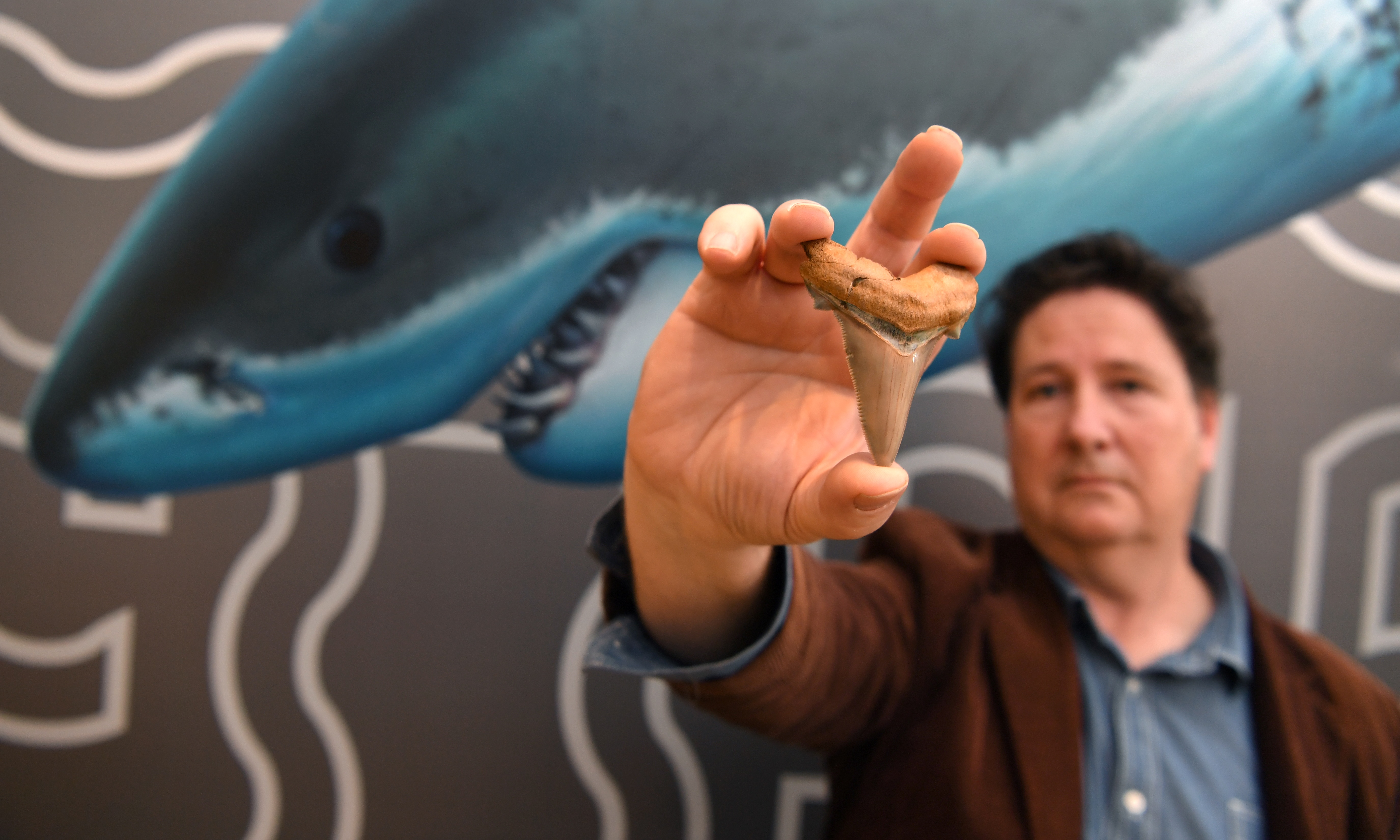 Descubren dientes de tiburón prehistórico - dientes-de-tiburones1