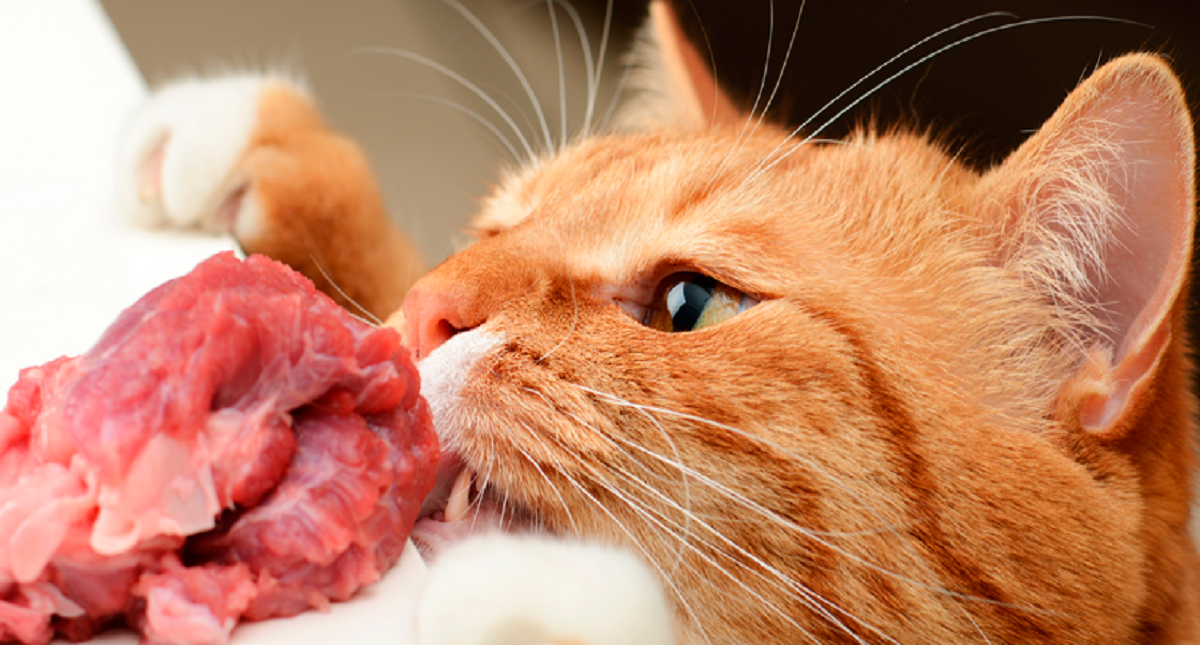 #Video Esta es la dieta ideal para los gatos