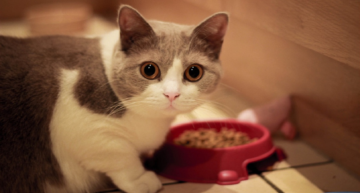 #Video Esta es la dieta ideal para los gatos - esta-es-la-dieta-ideal-para-los-gatos