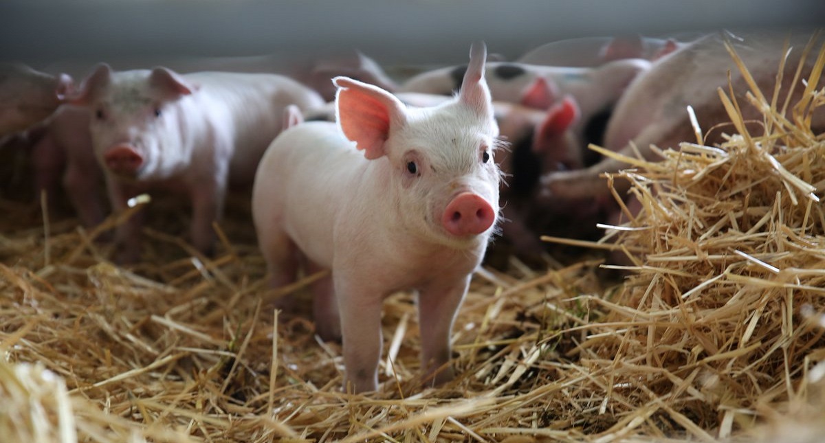 Exportaciones agroalimentarias ascenderán a los 35 mil mdd