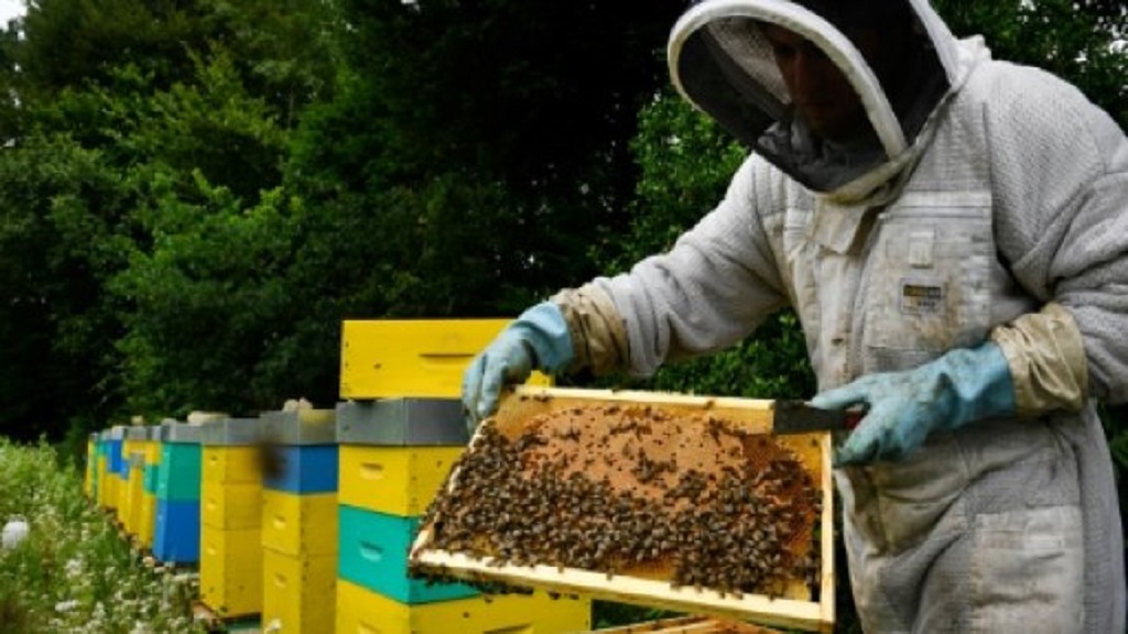 Francia prohíbe cinco pesticidas para proteger a las abejas - francia-prohibe-5-pesticidas-para-proteger-a-las-abejas