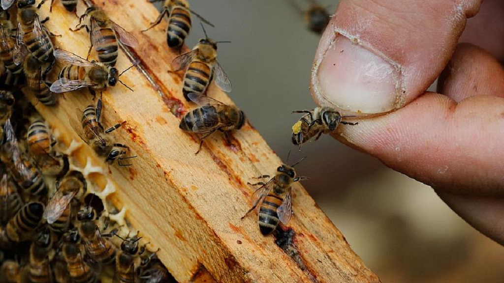 Francia prohíbe cinco pesticidas para proteger a las abejas - francia-prohibe-cinco-pesticidas-para-proteger-a-las-abejas