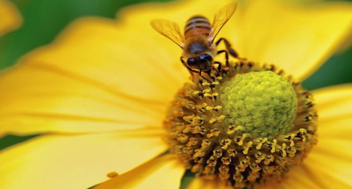 Francia prohíbe cinco pesticidas para proteger a las abejas
