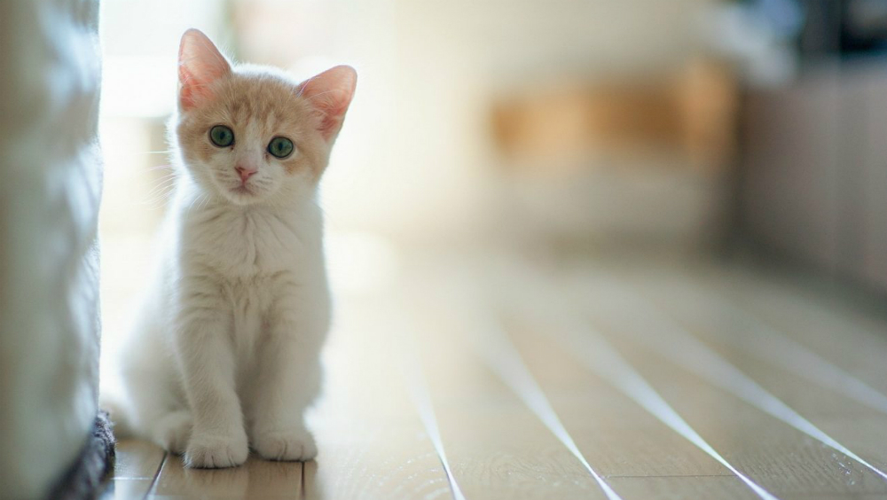 Estos son 10 datos que no sabías de tu gato - gato-2