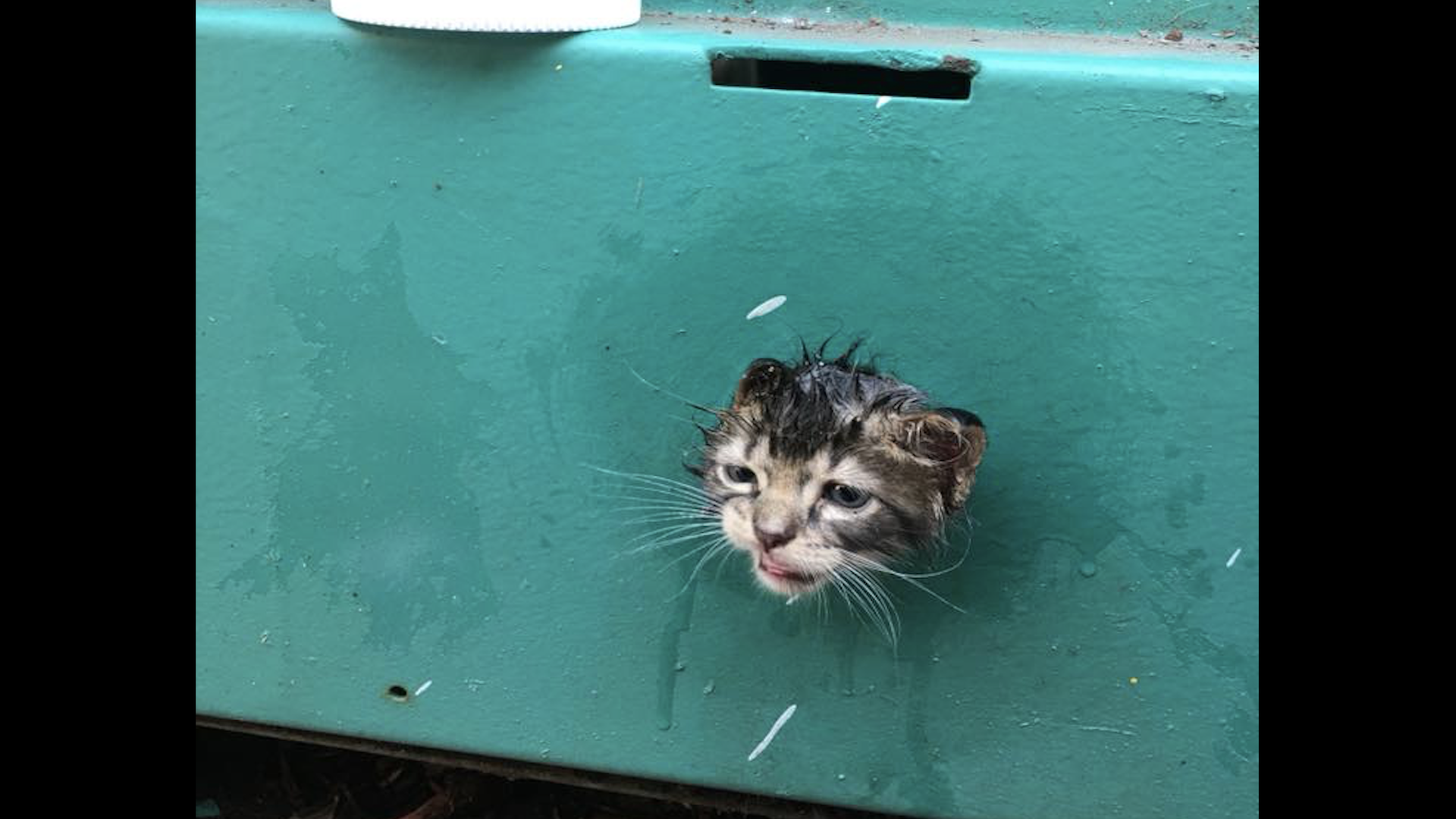 #FOTOS Así fue el rescate de gatito con la cabeza atrapada en generador