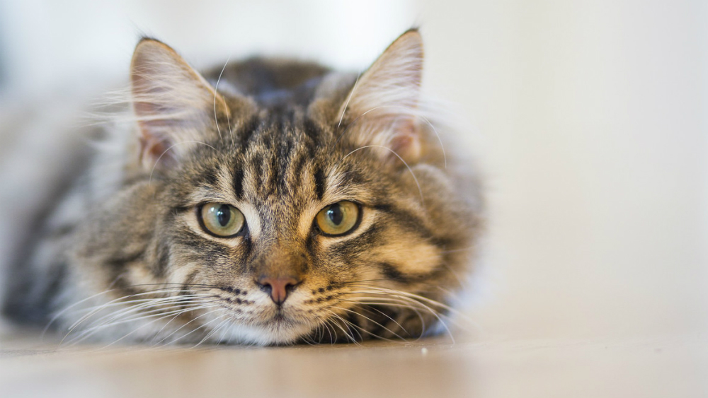 Estos son 10 datos que no sabías de tu gato