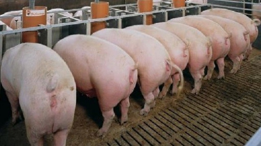 Guerra comercial entre China y EE.UU. afecta a la industria porcina - guerra-comercial-entre-china-y-eeuu-afecta-a-granjas-porcinas