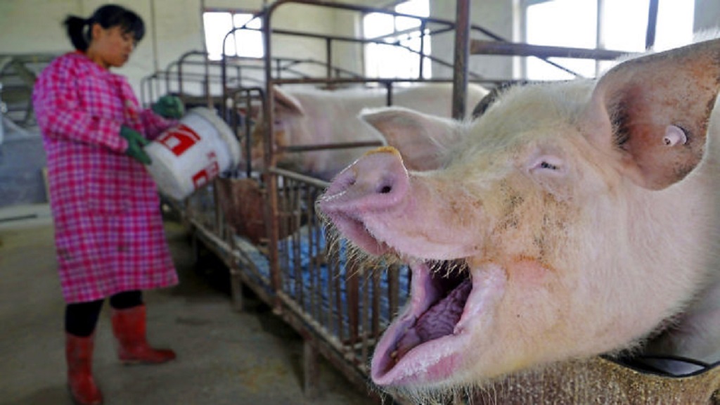 Guerra comercial entre China y EE.UU. afecta a la industria porcina