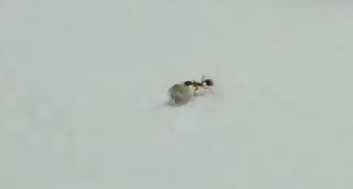 #Video Hormiga intenta robar un diamante de una joyería