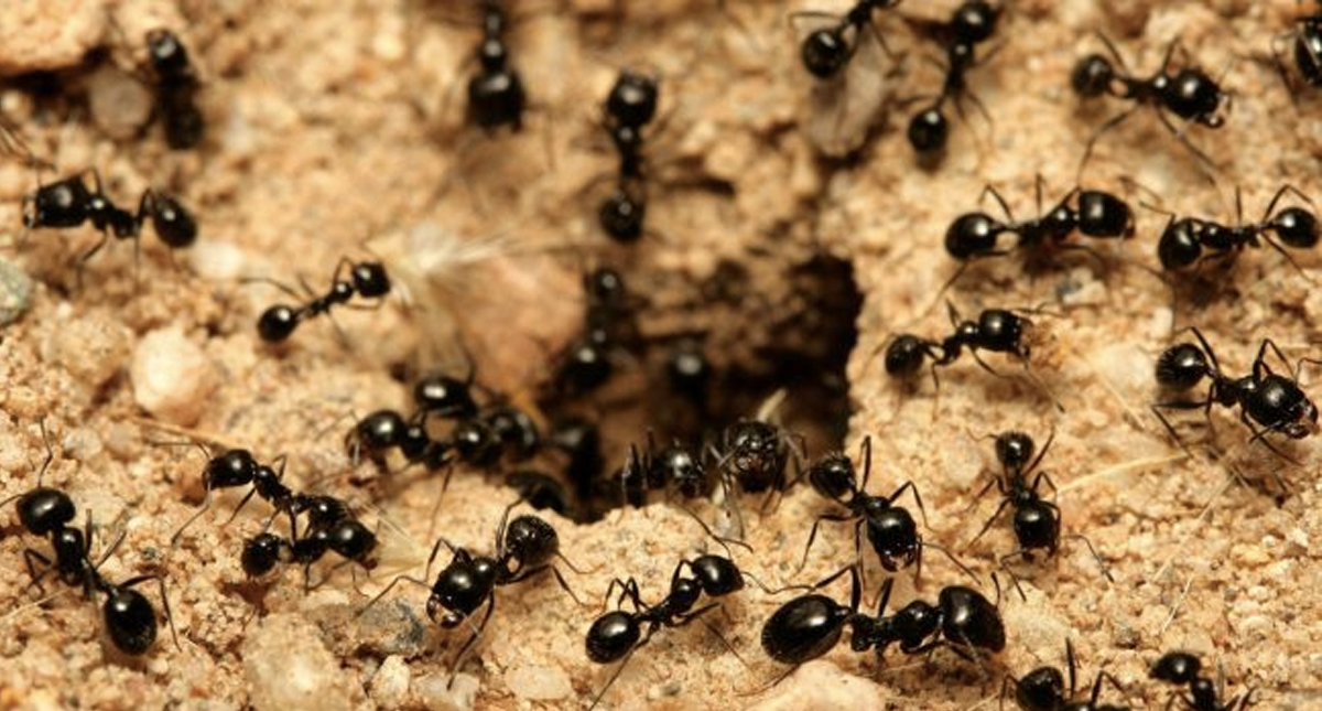 Las hormigas podrían ayudar a evitar el tráfico - hormigas