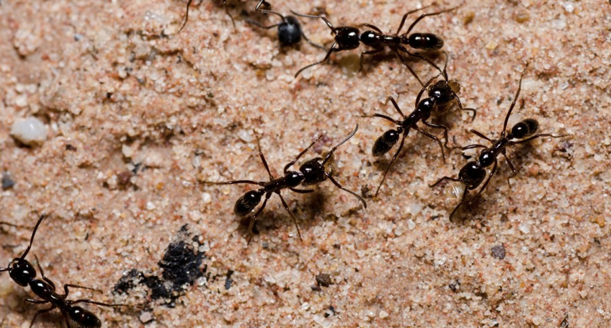 Las hormigas podrían ayudar a evitar el tráfico