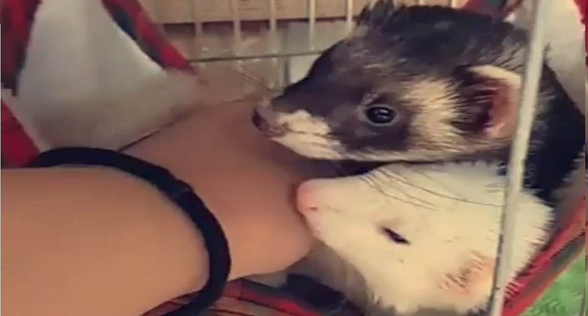 Joven "pierde" a su hurón y le devuelven un tlacuahe - hurones-lizeth