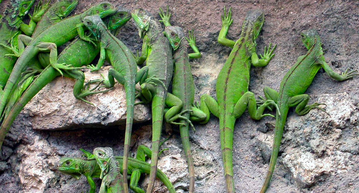 Decomisan 80 iguanas en aeropuerto de Tijuana