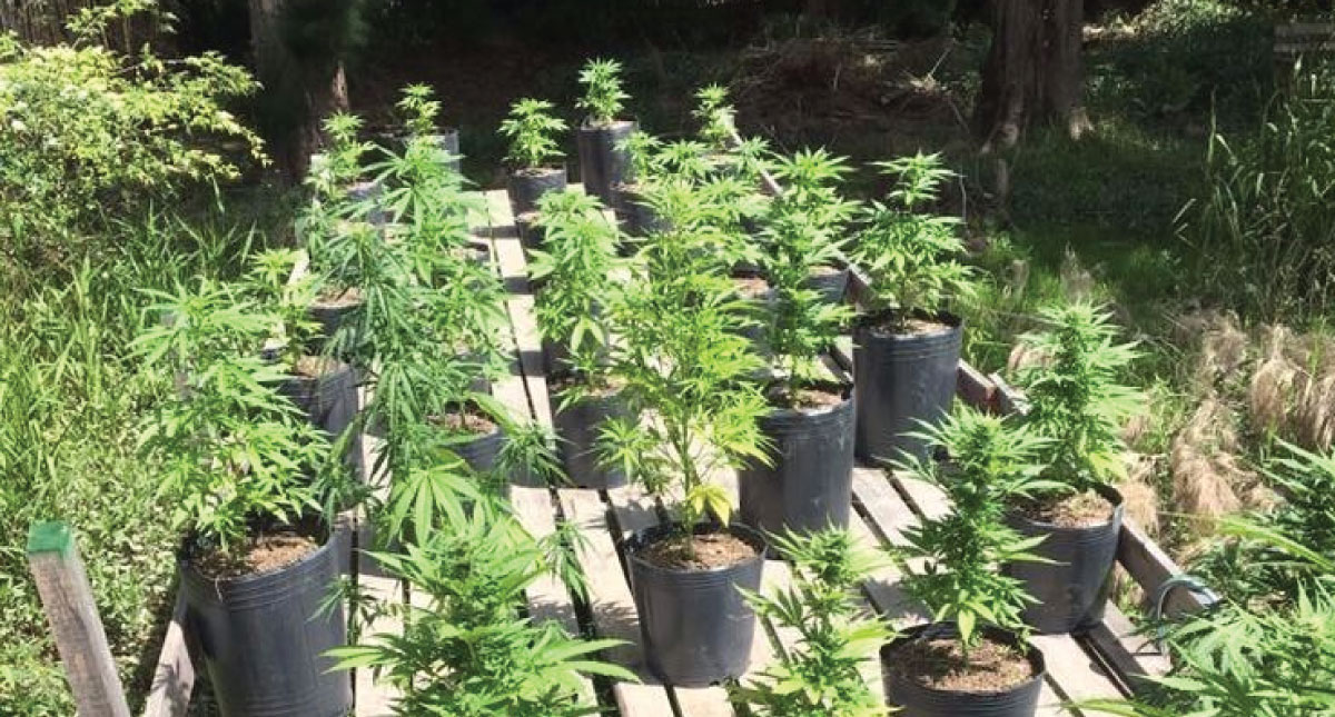 Aseguran invernadero con plantas de mariguana en el Estado de México