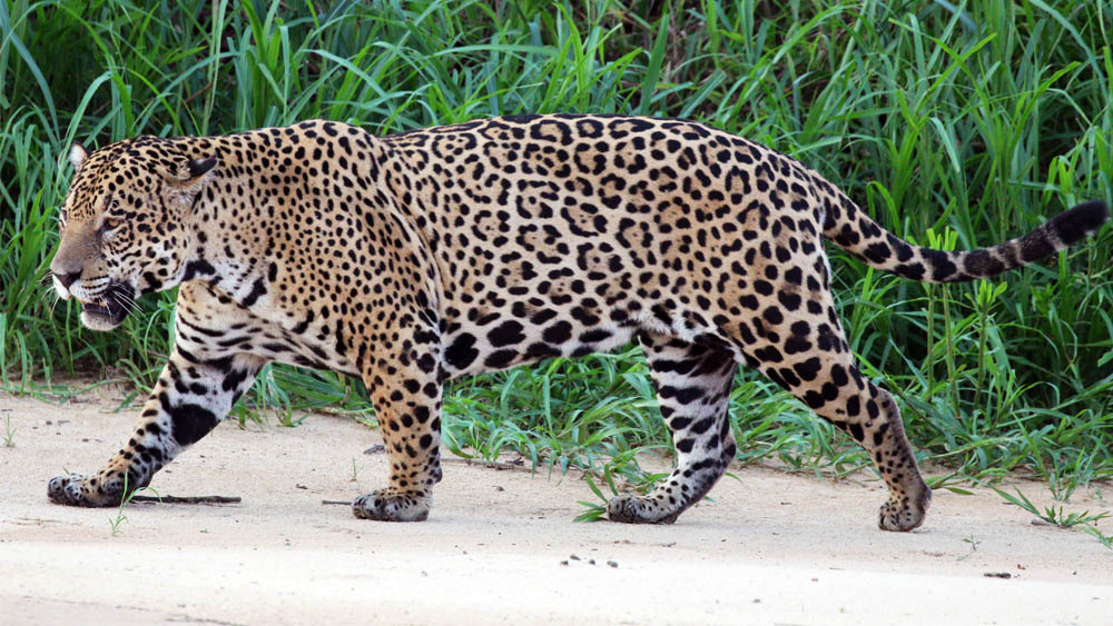 Profepa alerta por avistamiento de jaguar en Playa del Carmen