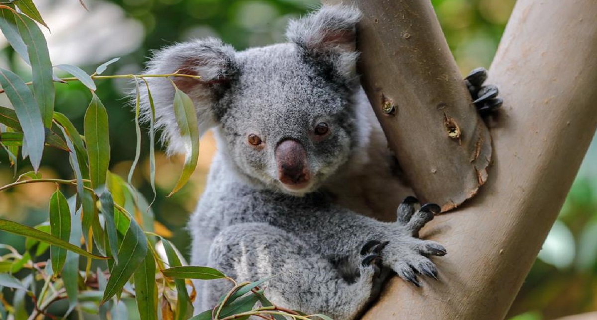 Mueren dos de los tres koalas de un zoológico de Bélgica - koala-pairi-daiza