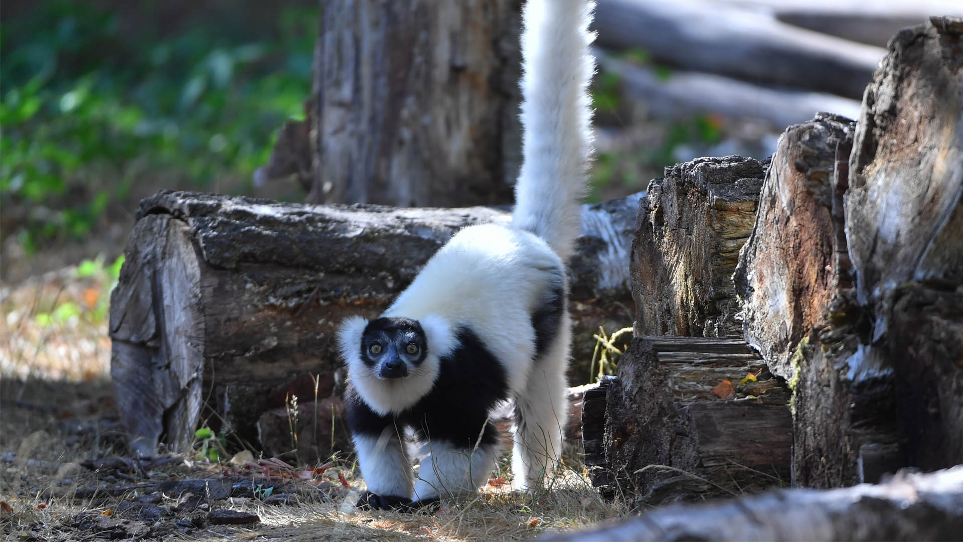 ONG declara a lémures en alto riesgo de extinción