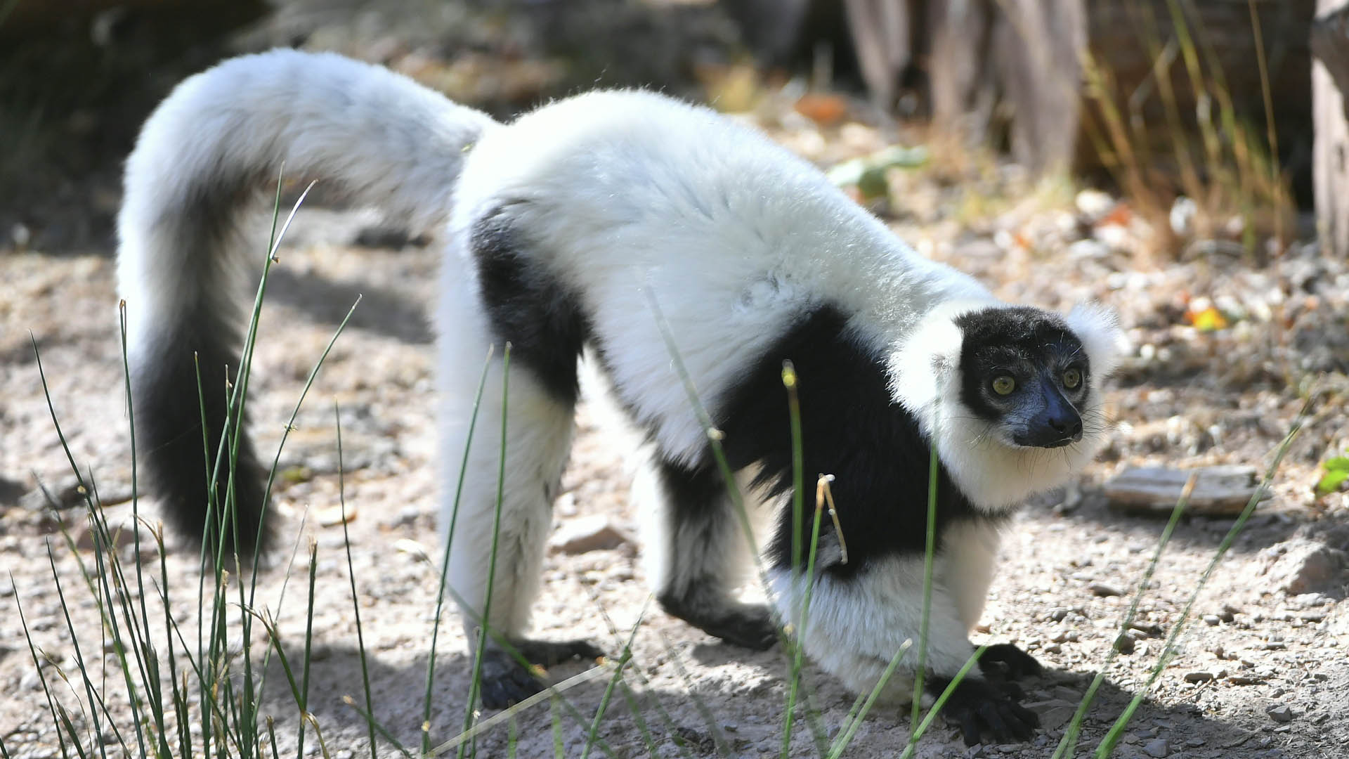 ONG declara a lémures en alto riesgo de extinción - lemur-madagascar-3