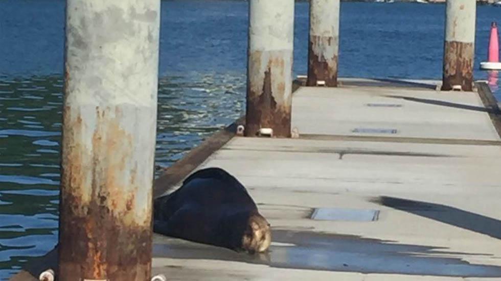 #Video Sorprende en Acapulco la visita de lobos marinos - lobos-marinos-acapulco-2