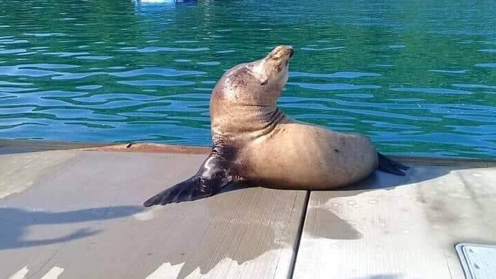 #Video Sorprende en Acapulco la visita de lobos marinos