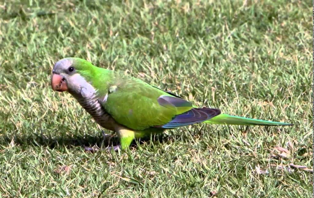 Detienen a hombre que robó loro y pidió rescate por él