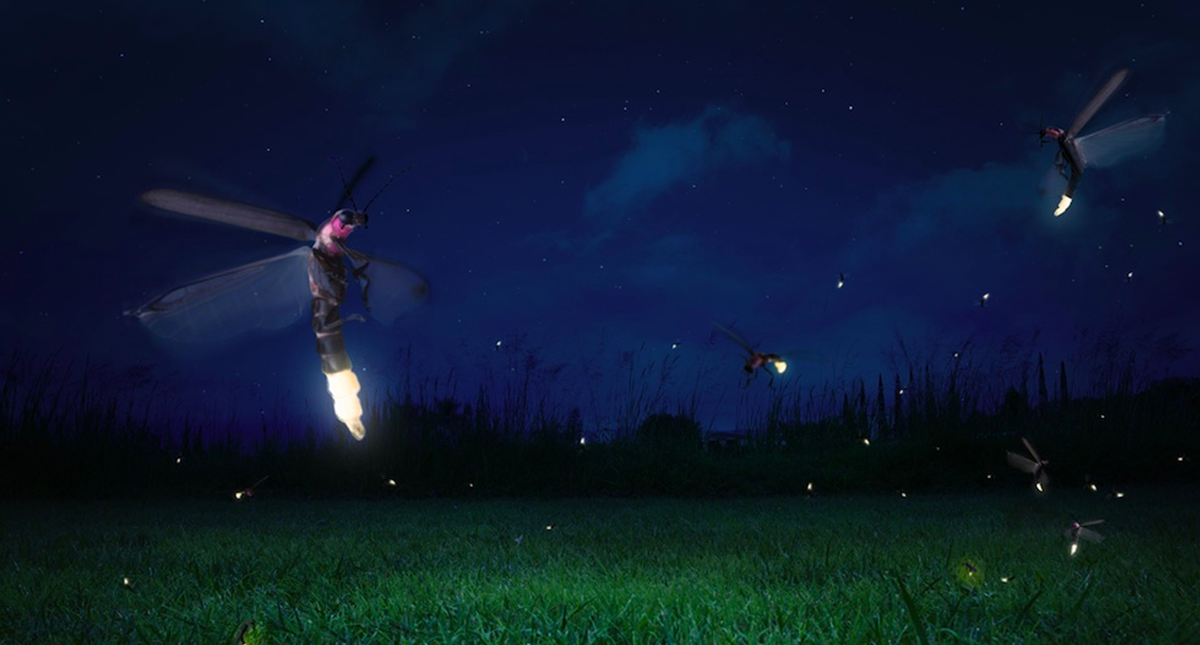 Revelan que el brillo de las luciérnagas sirve para ahuyentar a los depredadores