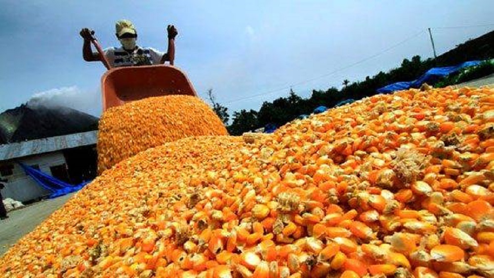 Aumento de CO2 en la atmósfera disminuiría nutrientes en alimentos - maiz