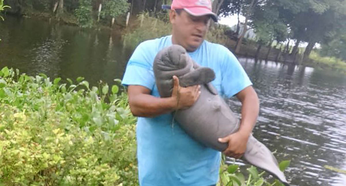 Adjudican muerte de manatíes en Tabasco a cadmio y plomo
