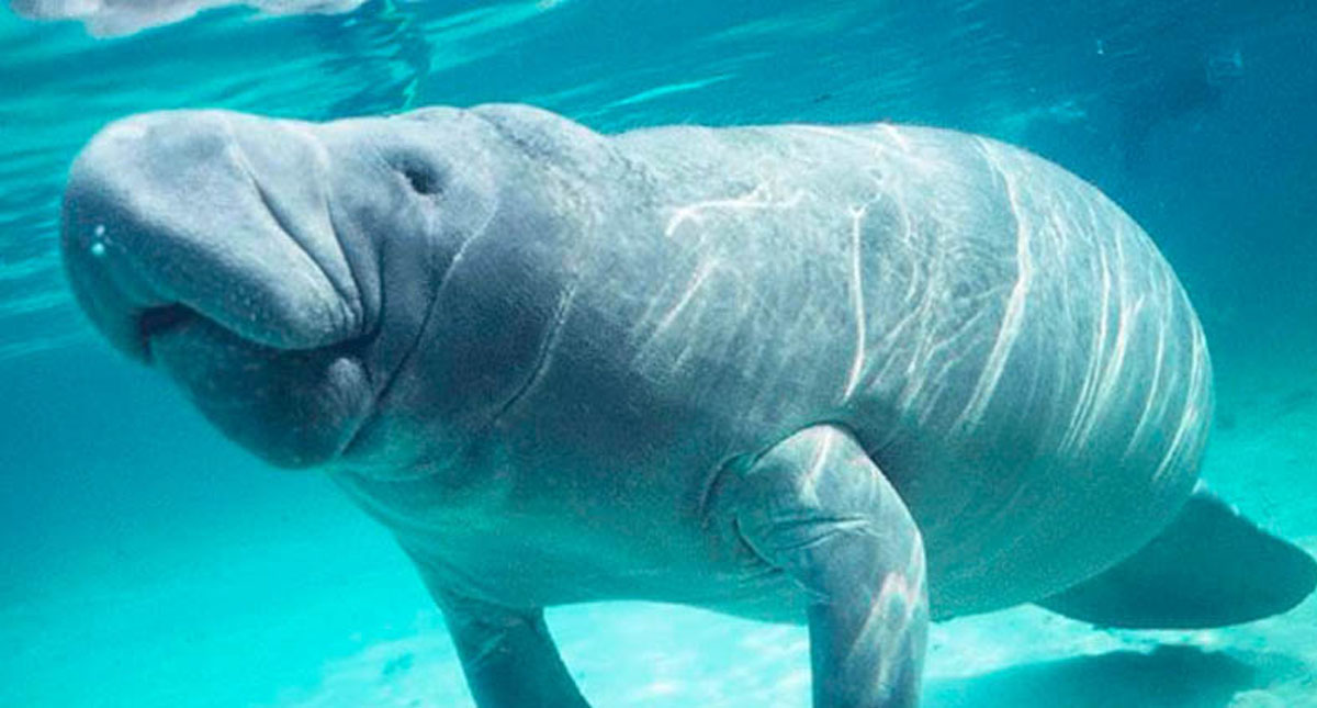 Semarnat desconoce estudio que indica causa de muerte de manatíes