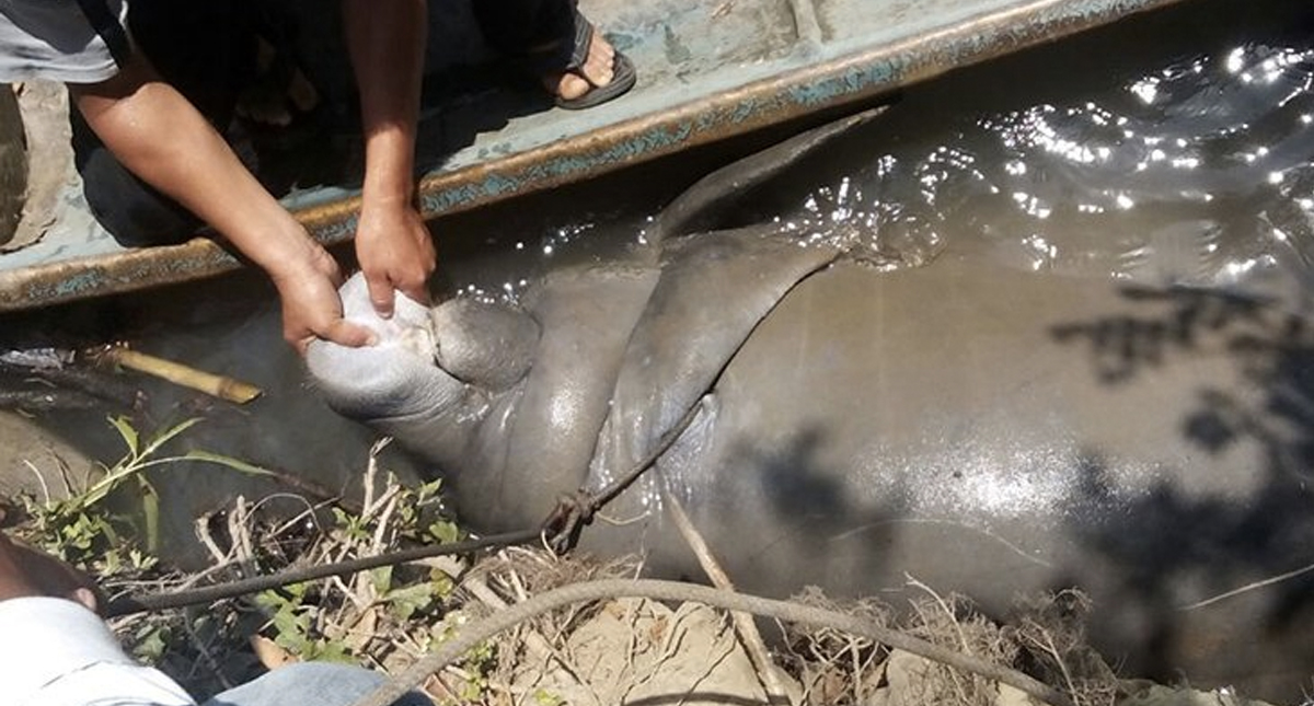 Algas tóxicas habrían provocado la muerte de manatíes en Tabasco - manaties-1