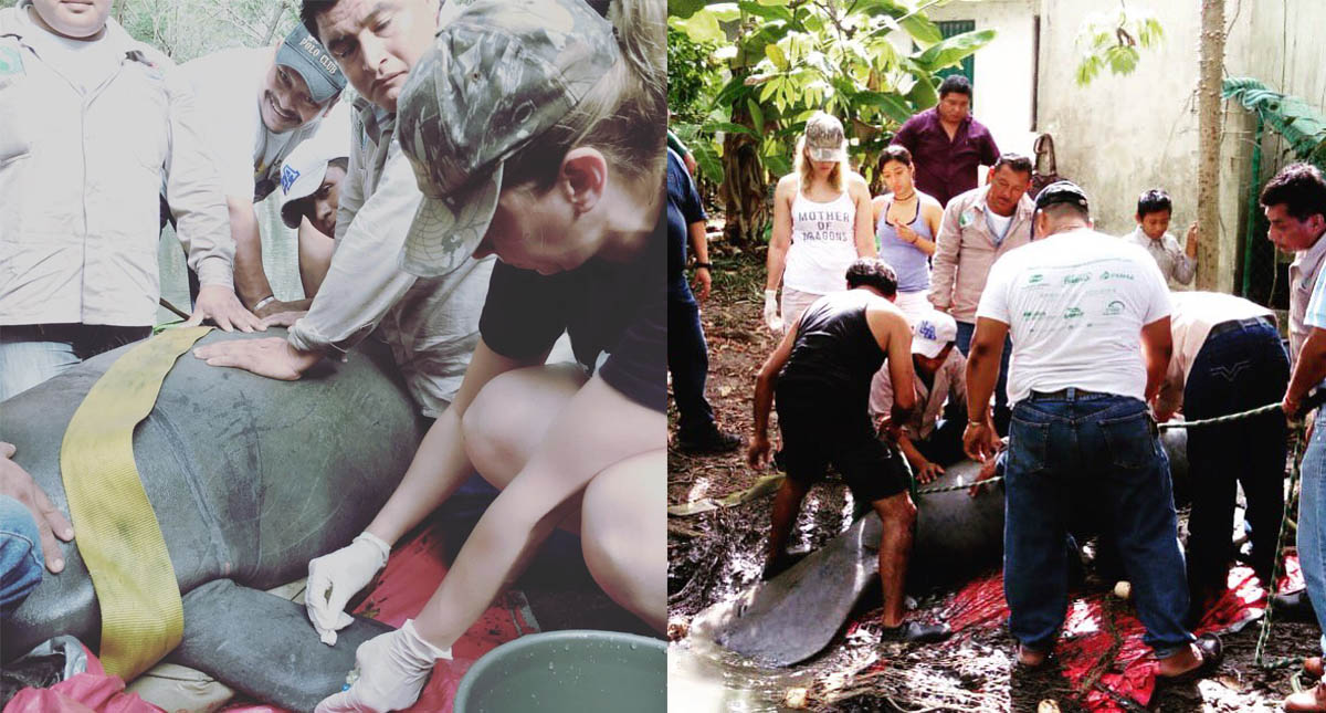 Adjudican muerte de manatíes en Tabasco a cadmio y plomo - manaties-muertos-en-tabasco